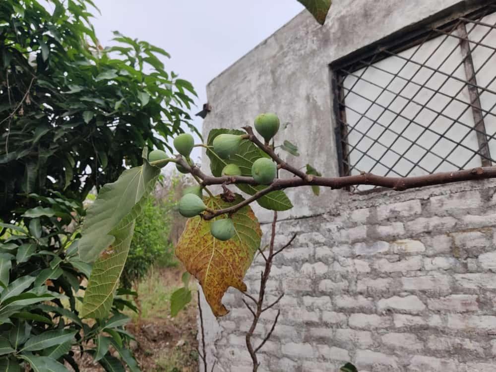 Anjani Farms Villa Nagpur Exterior photo
